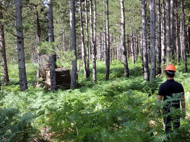 Ličko polje i borova šuma